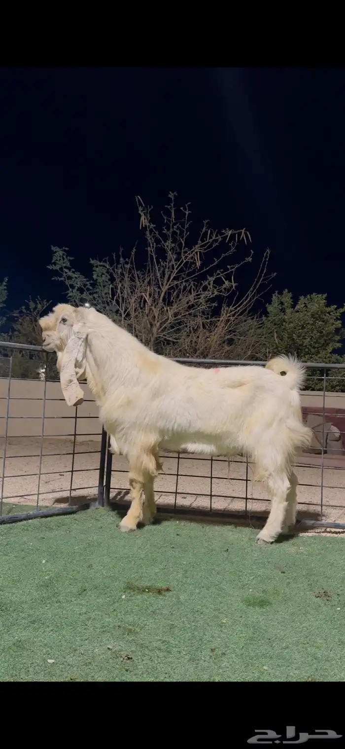 تيس فحل مطور خصم 1