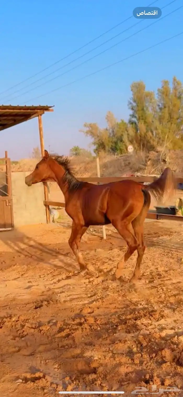 فرس شيخة معها مهره ولقاح 6