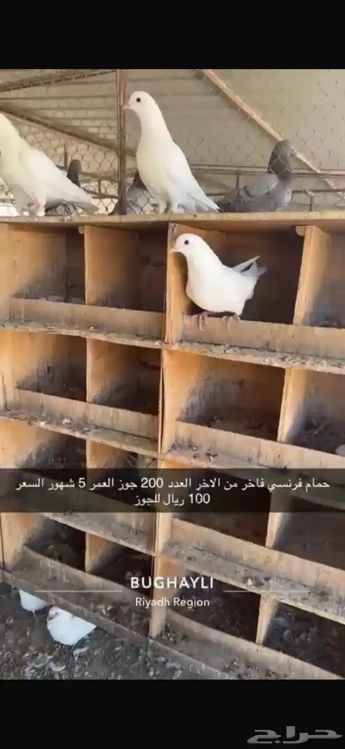 حمام فرنسي طبات بداية انتاج 3