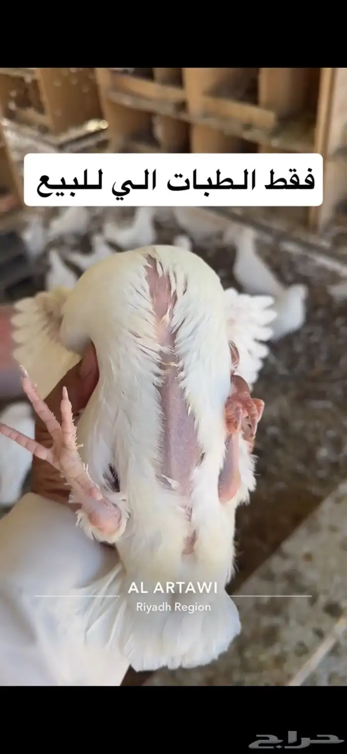 حمام فرنسي طبات بداية انتاج 8