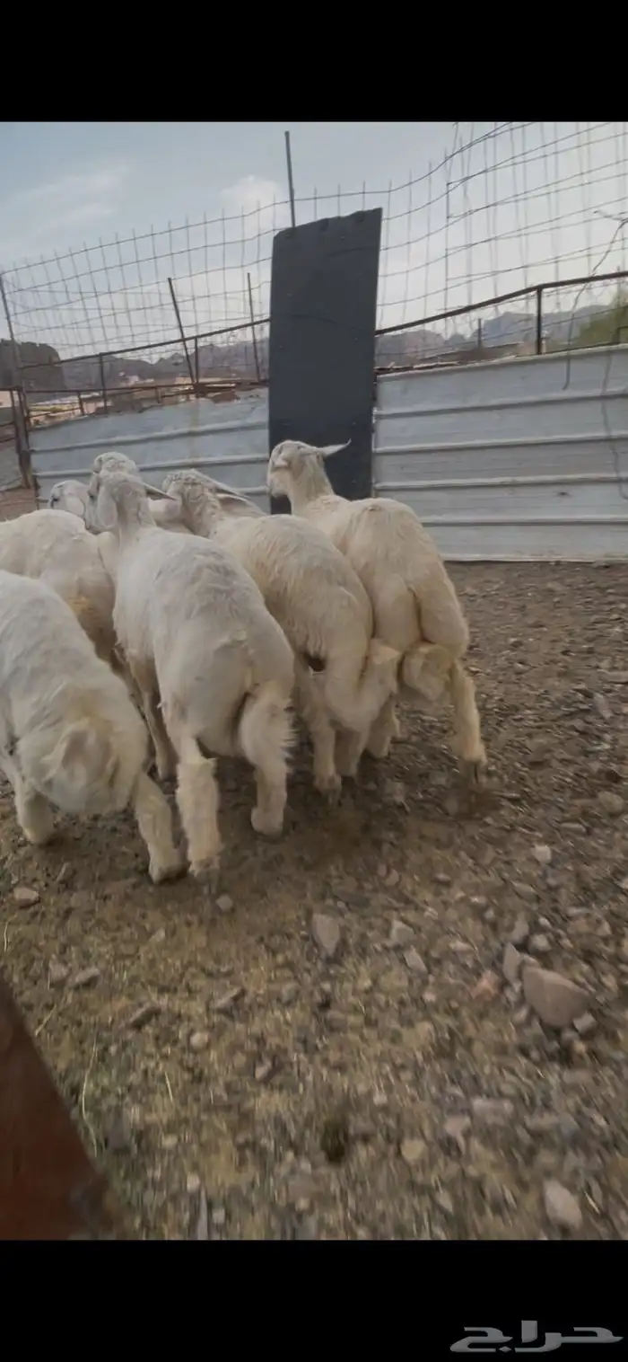 طليان صنف للبيع 5