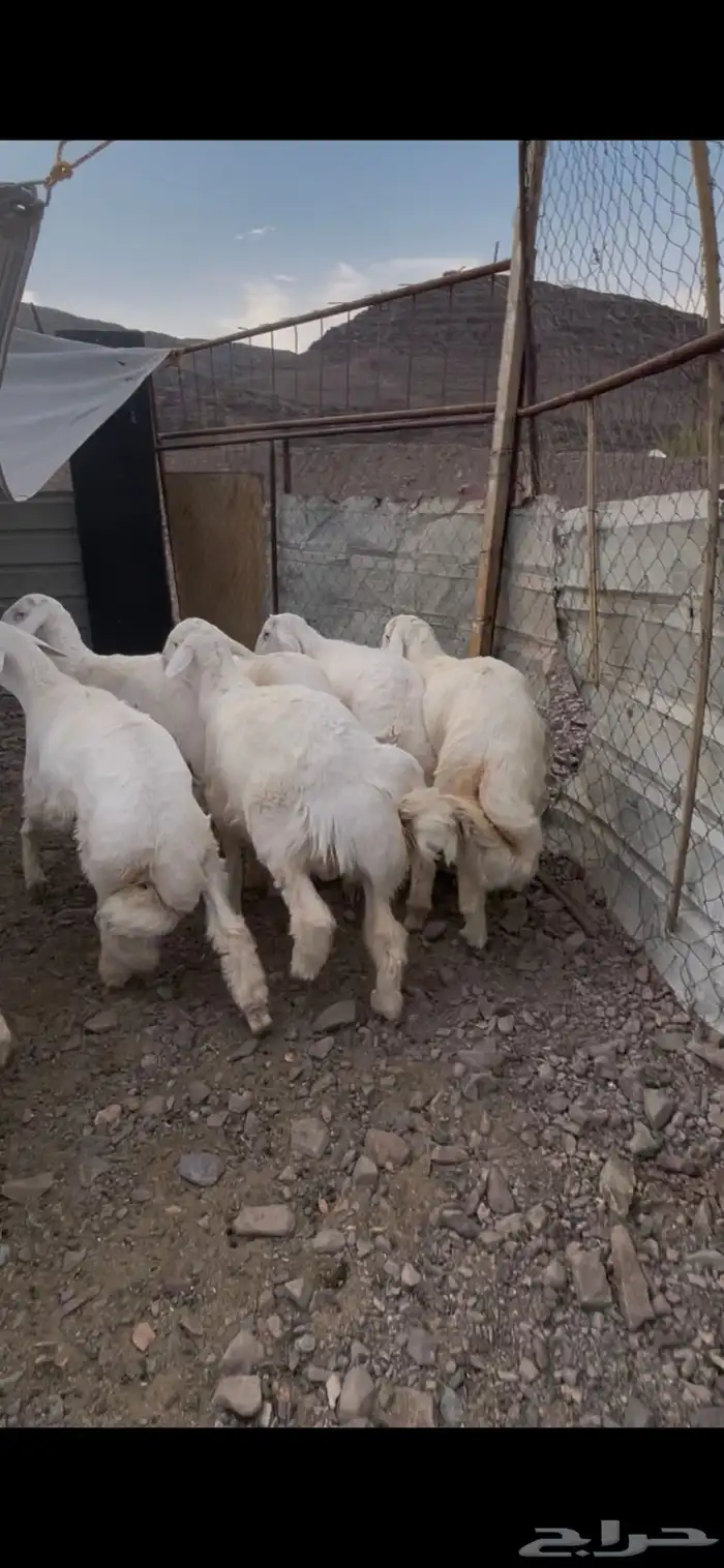 طليان صنف للبيع 7