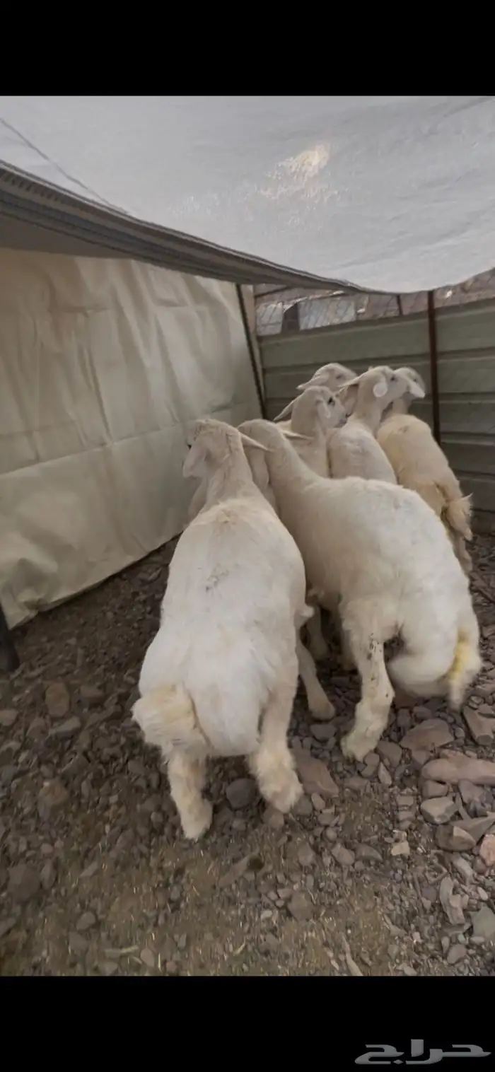 طليان صنف للبيع 4