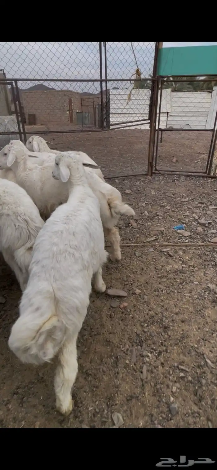 طليان صنف للبيع 6