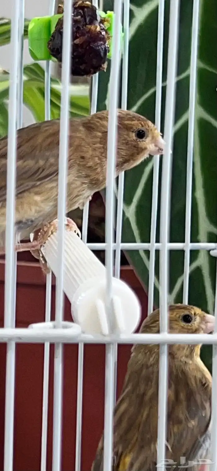 عدد اثنين فروخ كناري ( تم البيع ) 6