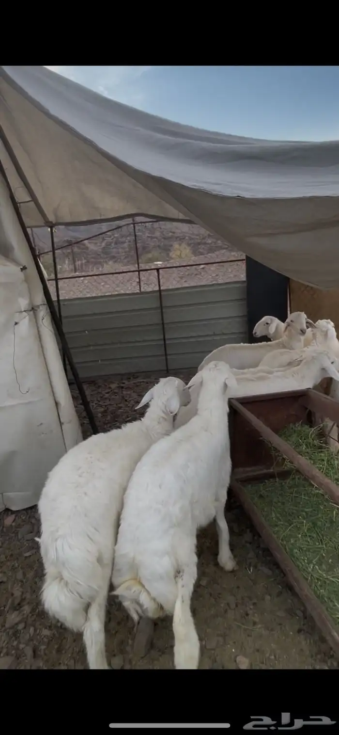 طليان صنف للبيع 11