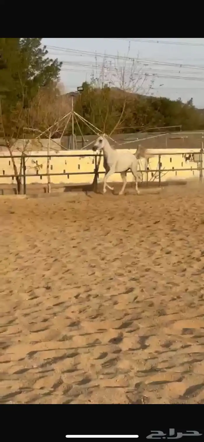 فرس عربية اصلية 1