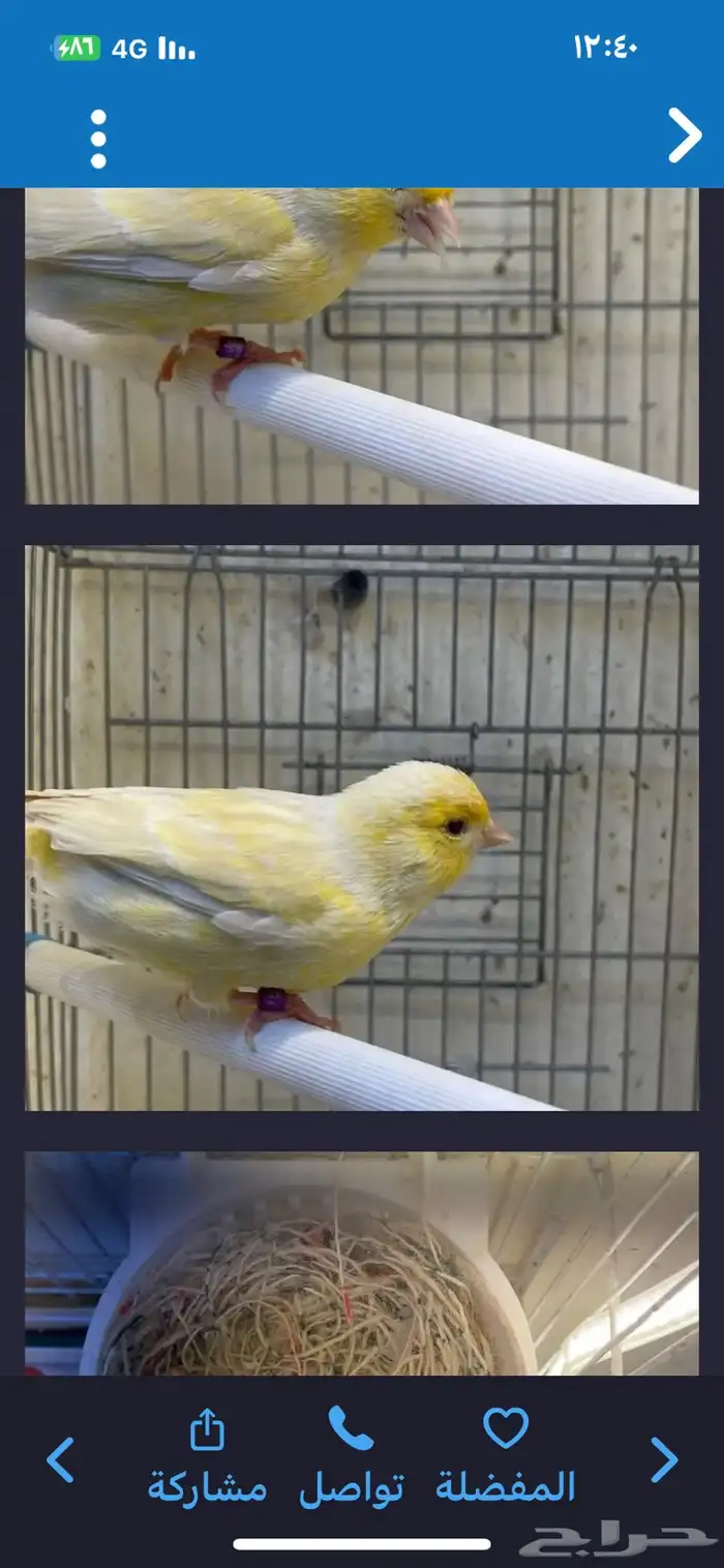 أنثى كناري 0