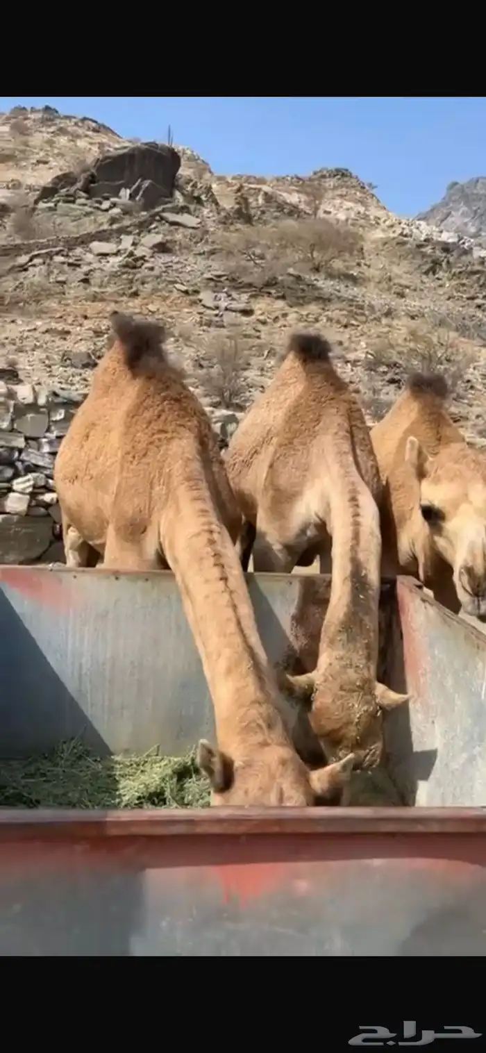 قعدان للبيع 0