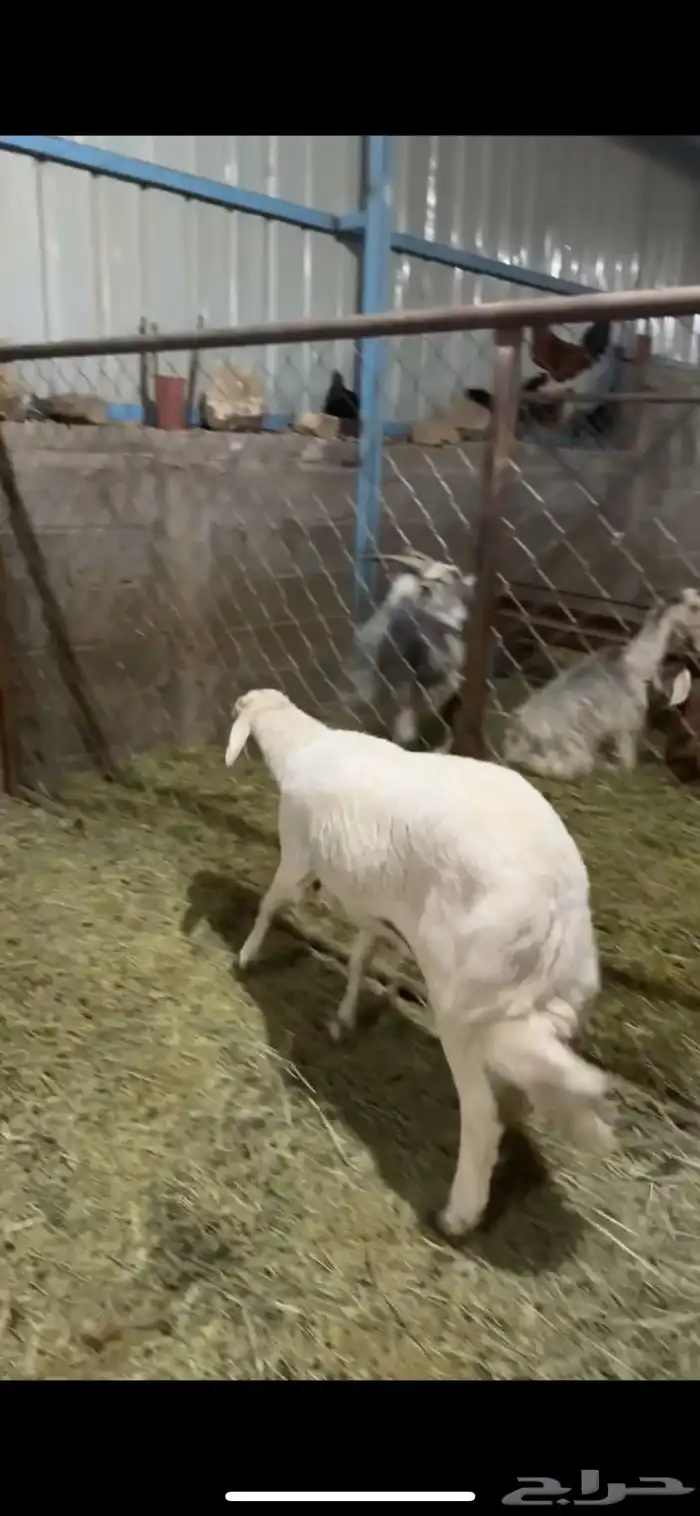 فحل كفو و مشروط 0