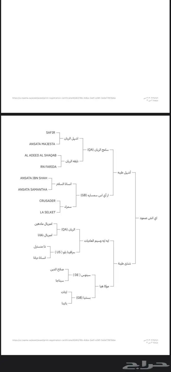 فرس عربية اصلية 2
