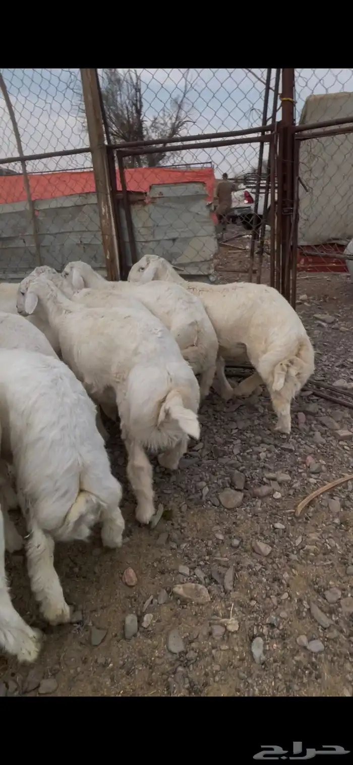 طليان صنف للبيع 8