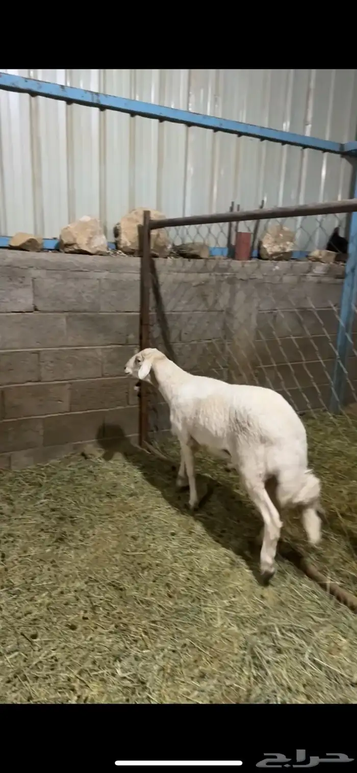 فحل كفو و مشروط 1