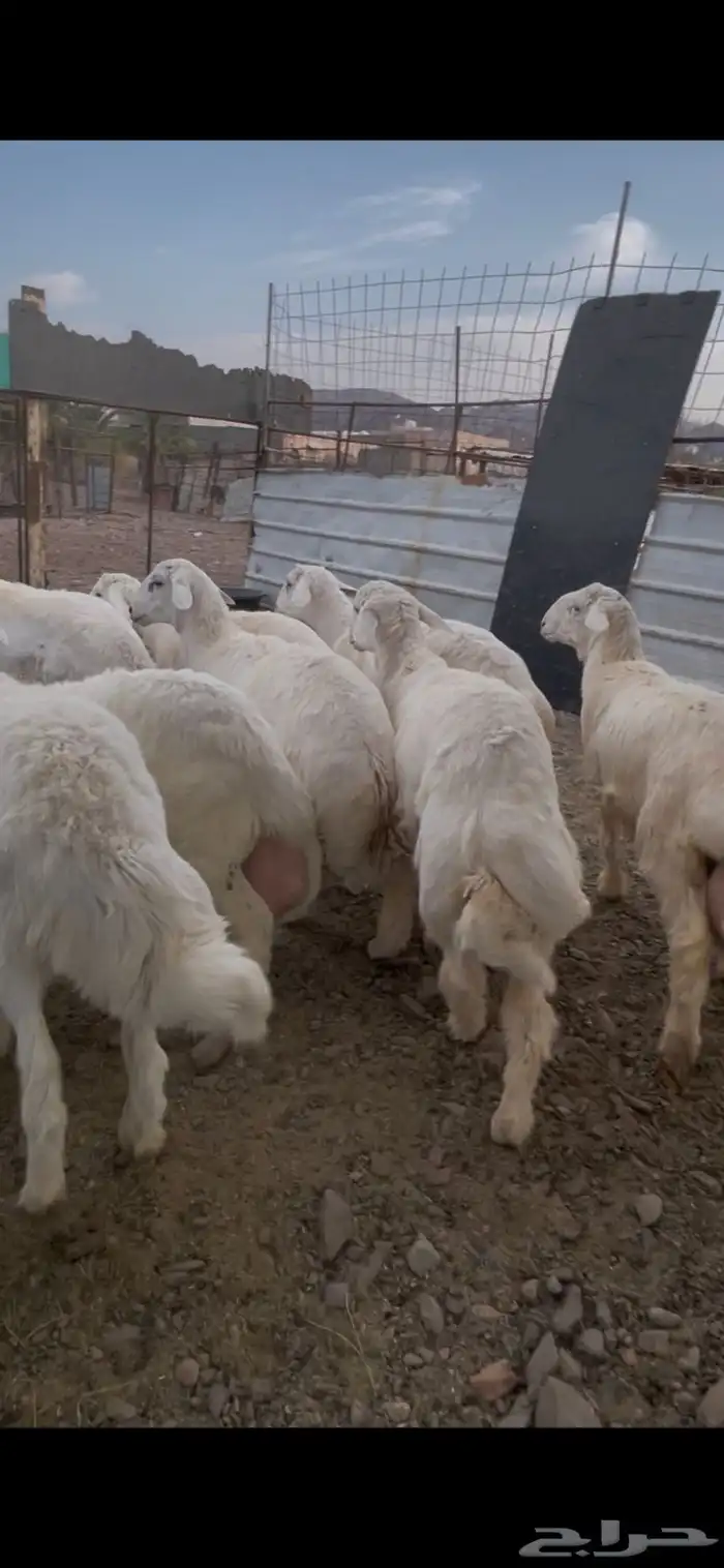 طليان صنف للبيع 9