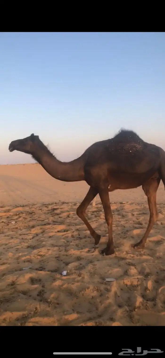 بكر جذعه لقحه تنتج 3