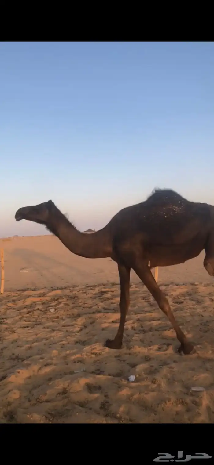 بكر جذعه لقحه تنتج 1