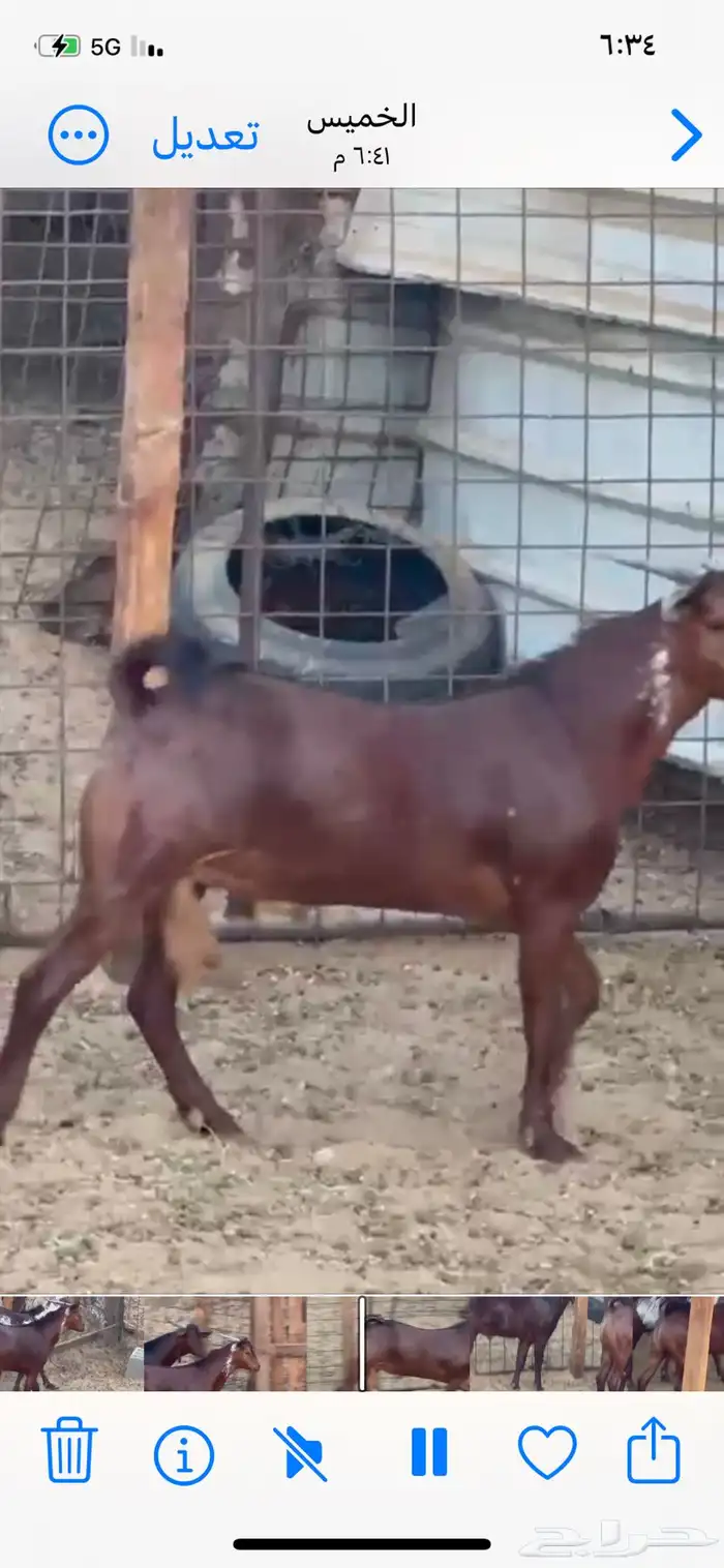 تيوس محائليه مشاريع فحول 3