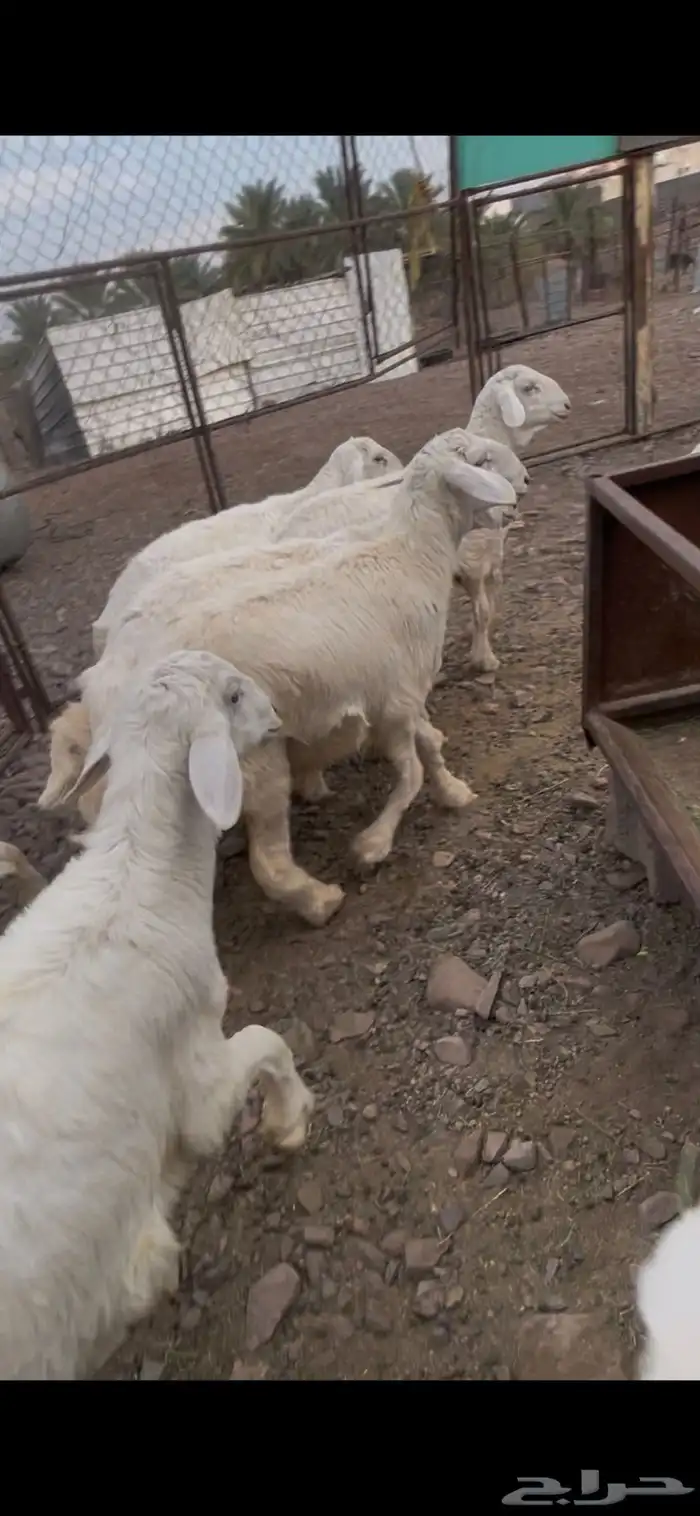 طليان صنف للبيع 1