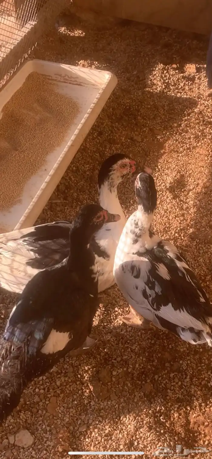 بط مصري ثنين أنثى واحد ذكر 0