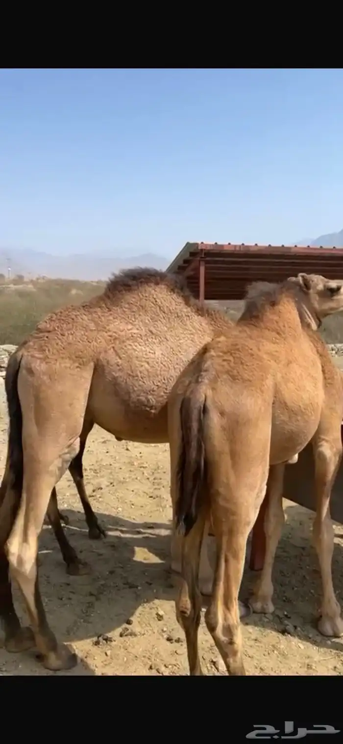 قعدان للبيع 1