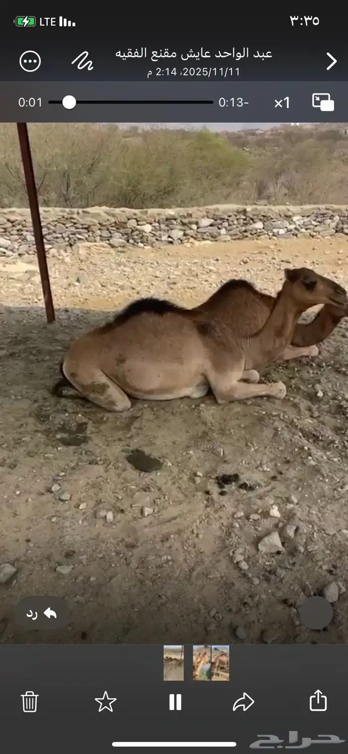 قعدان للبيع 3