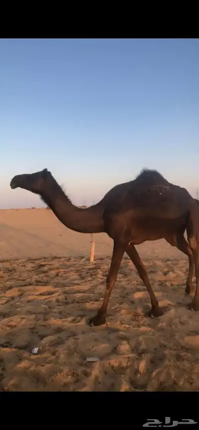 بكر جذعه لقحه تنتج index