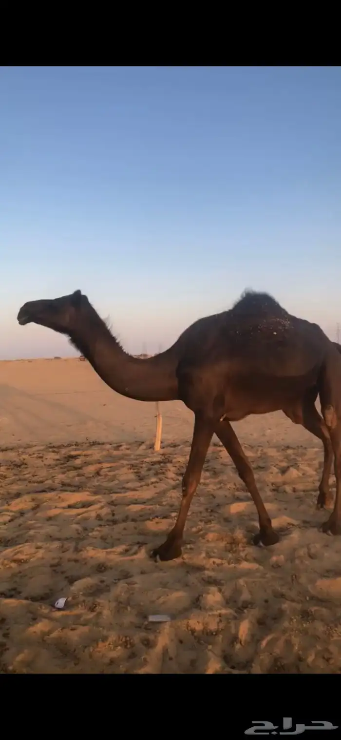 بكر جذعه لقحه تنتج 0