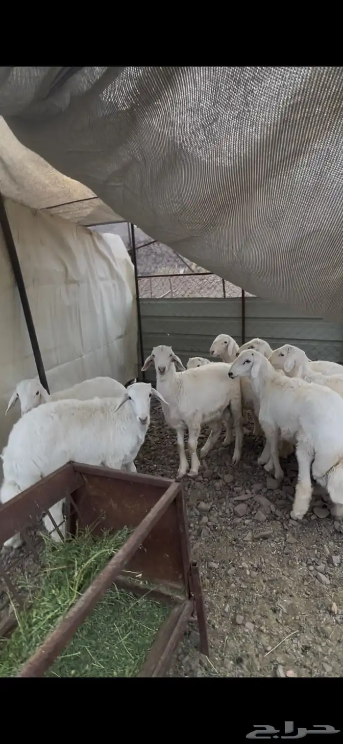 طليان صنف للبيع 10