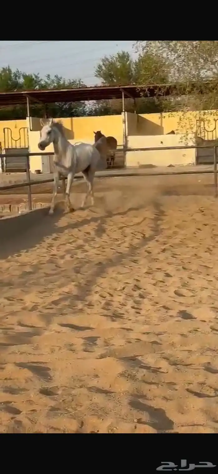 فرس عربية اصلية 0