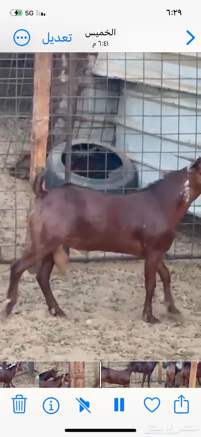 تيوس محائليه مشاريع فحول 2