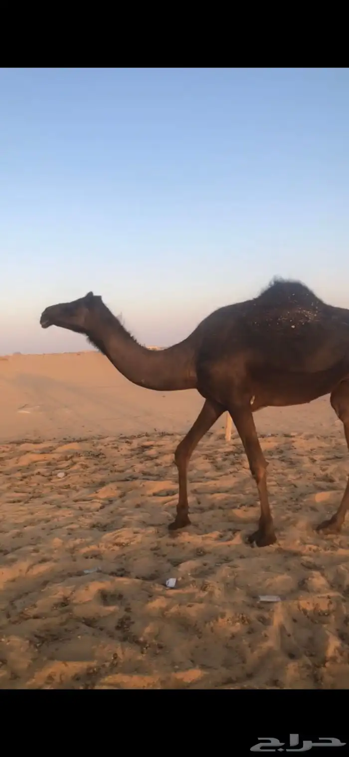 بكر جذعه لقحه تنتج 4