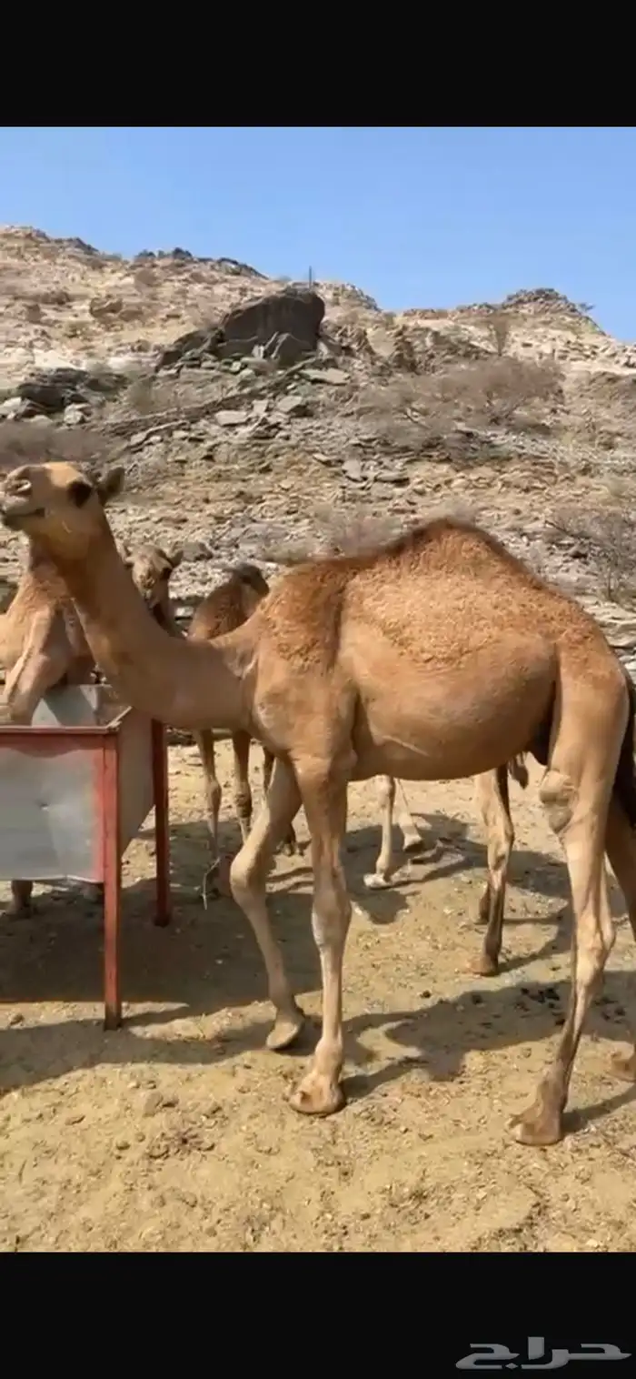 قعدان للبيع 2