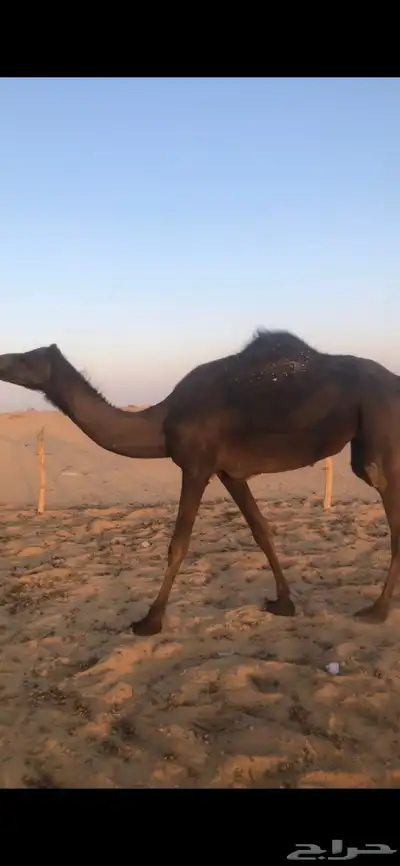 بكر جذعه لقحه تنتج index