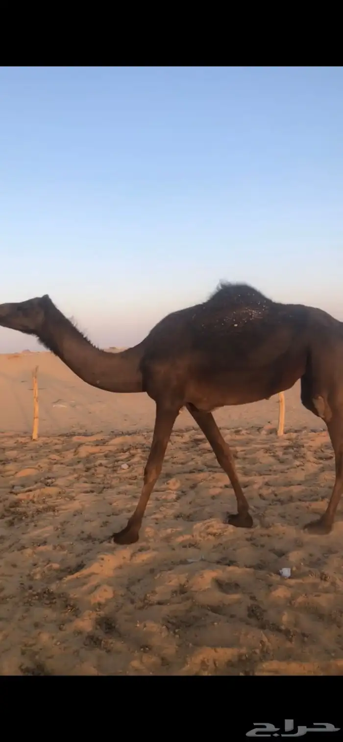 بكر جذعه لقحه تنتج 2