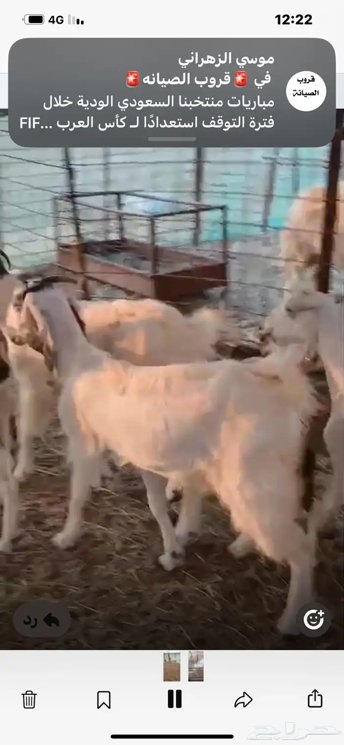 6معزا خلفات معها11 5