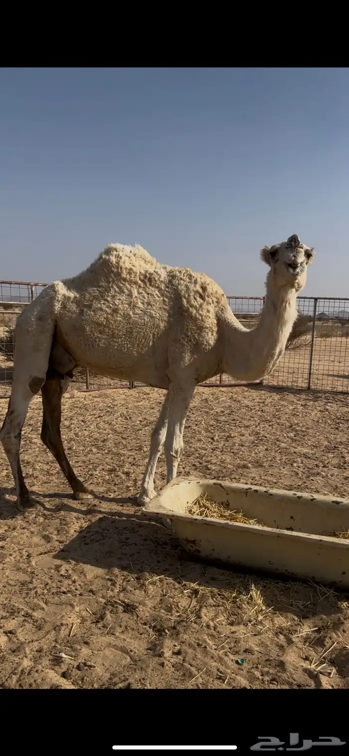 بكرتين وناقه للبيع 3