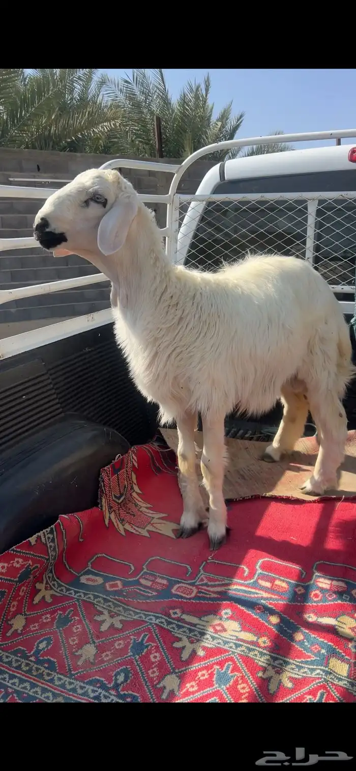خرفان للبيع صفر 5
