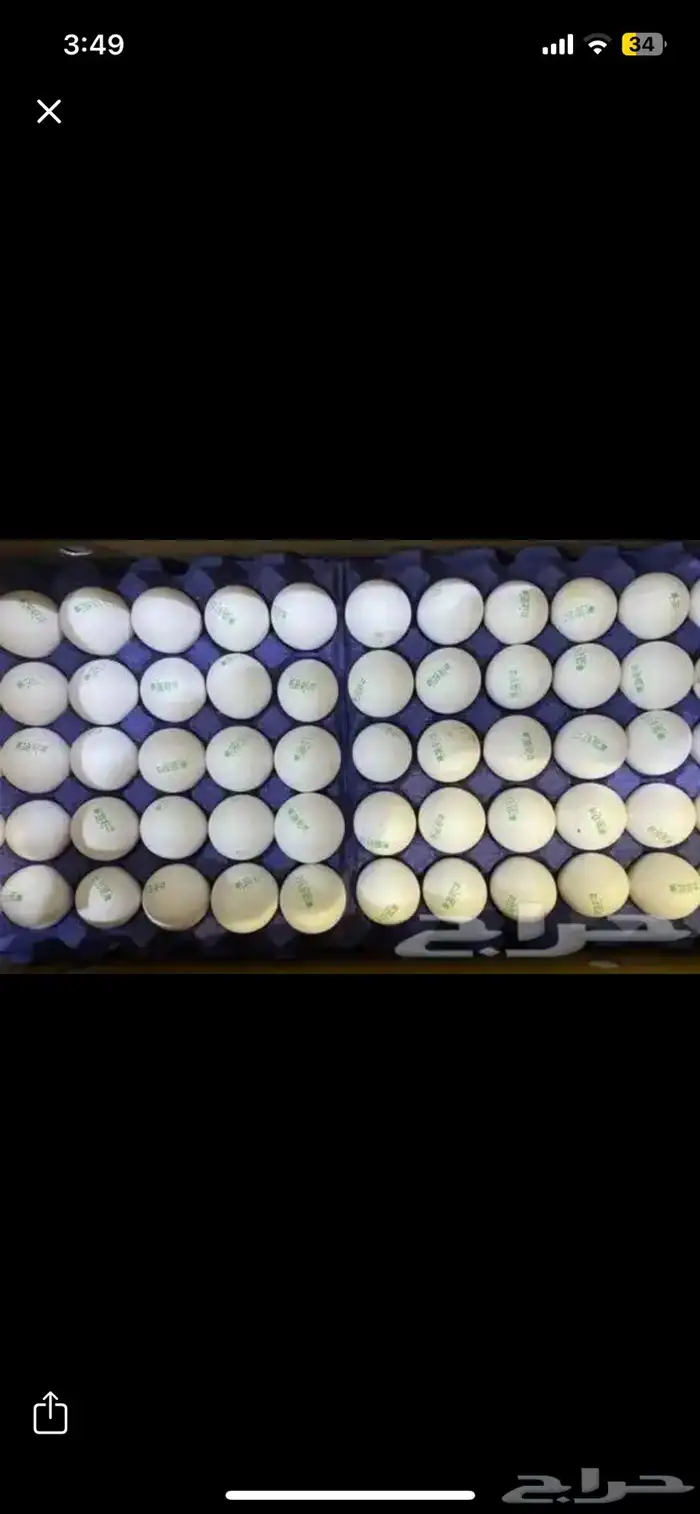 بيض مائدة جملة فقط 0