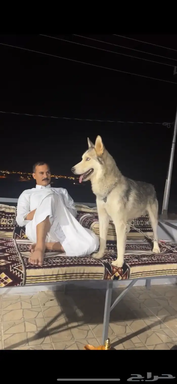 كلب هاسكي حراسه 3