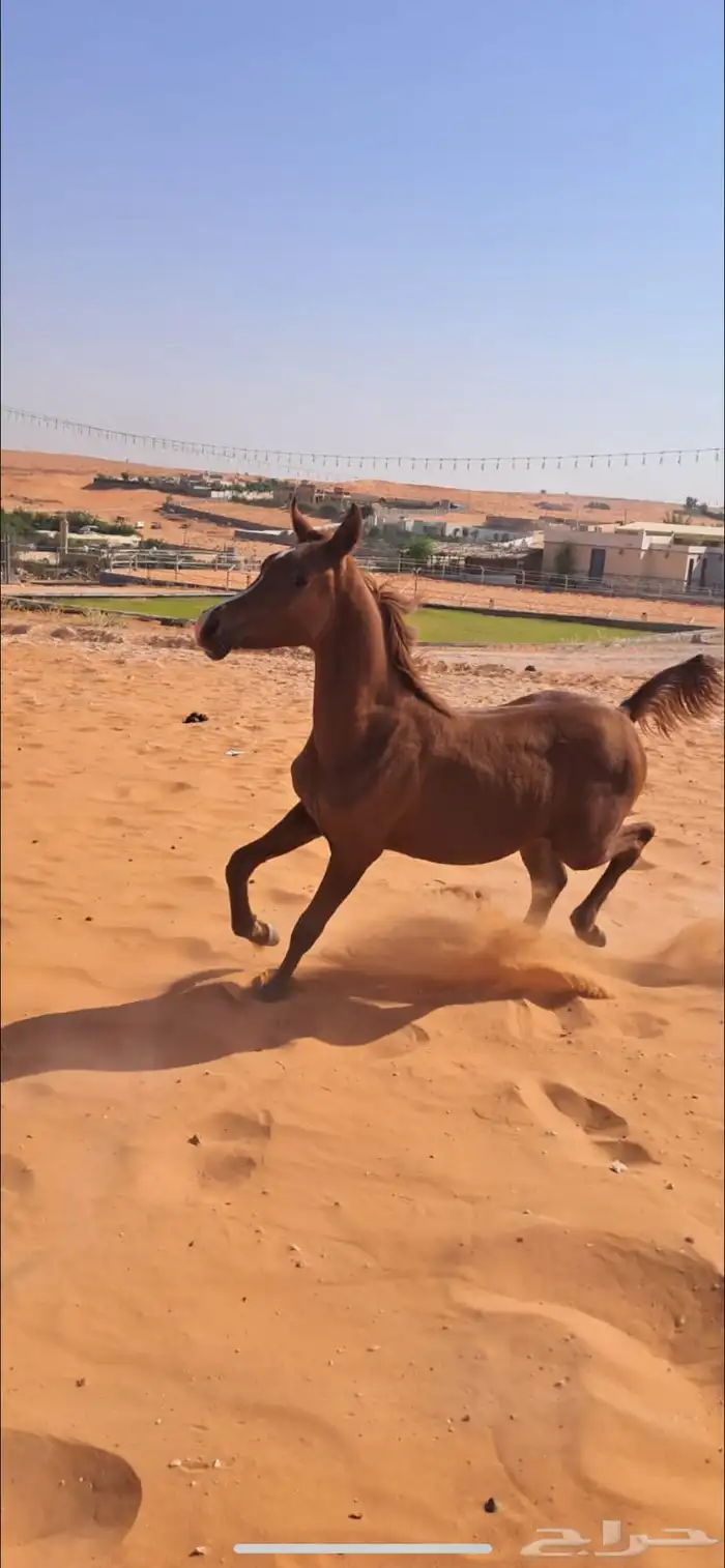 افراس للبيع 6