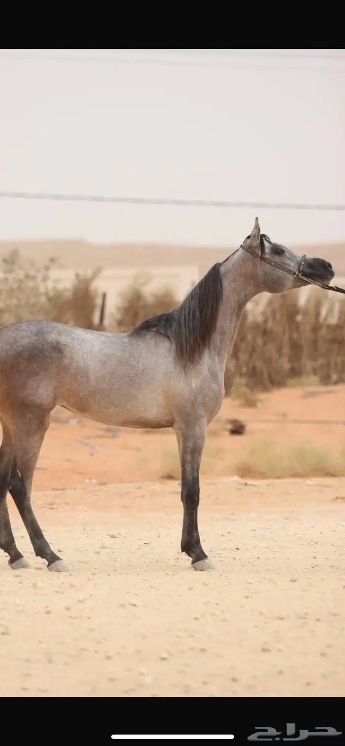 افراس للبيع 2