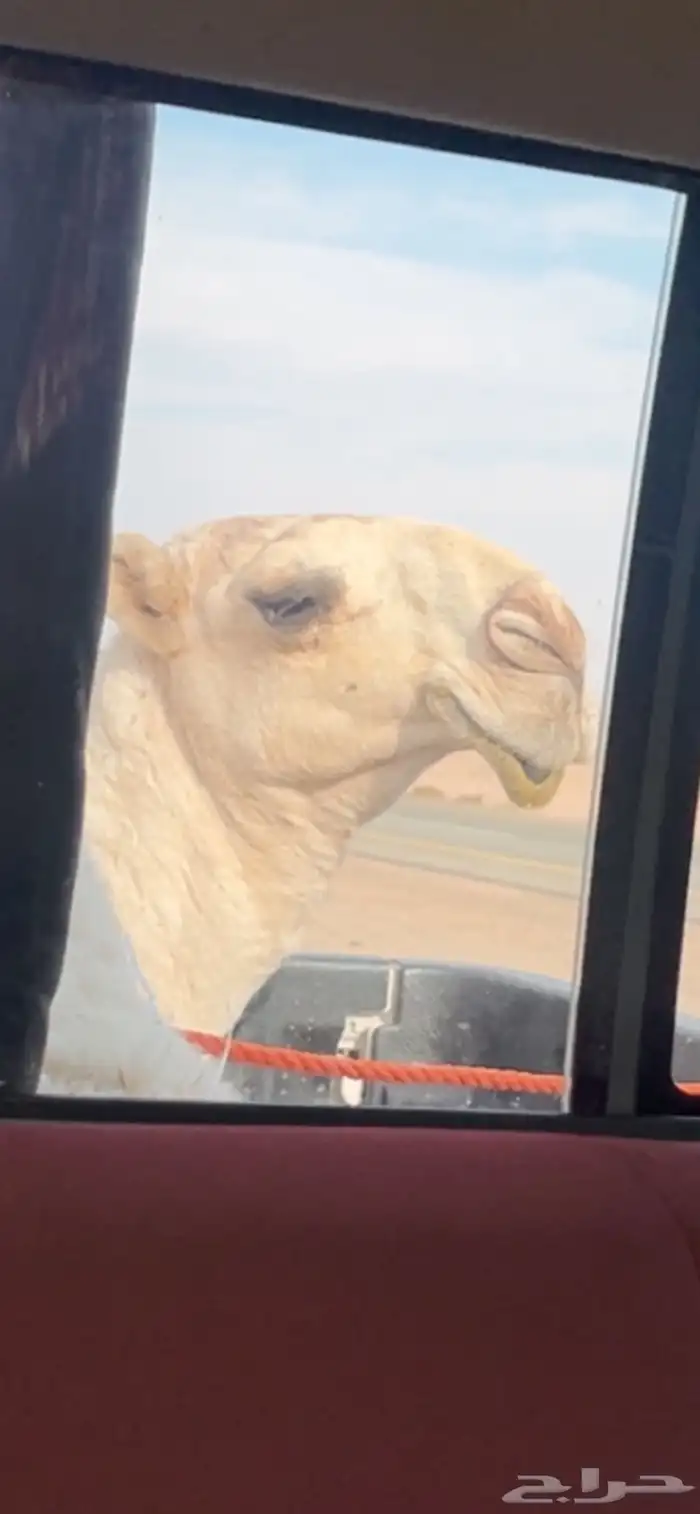 قعود أوضح تمامي 0