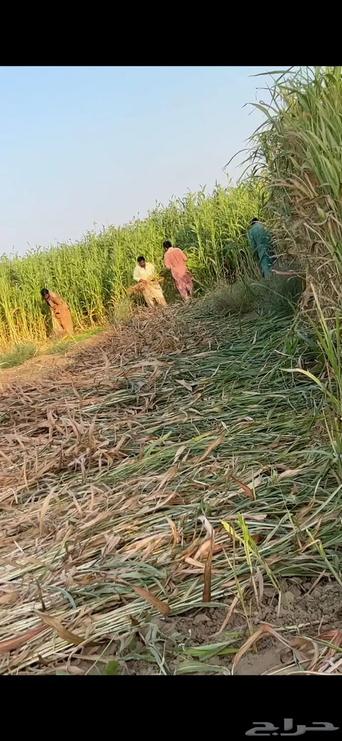 علف قصب وجيم ذرة حمراء 0