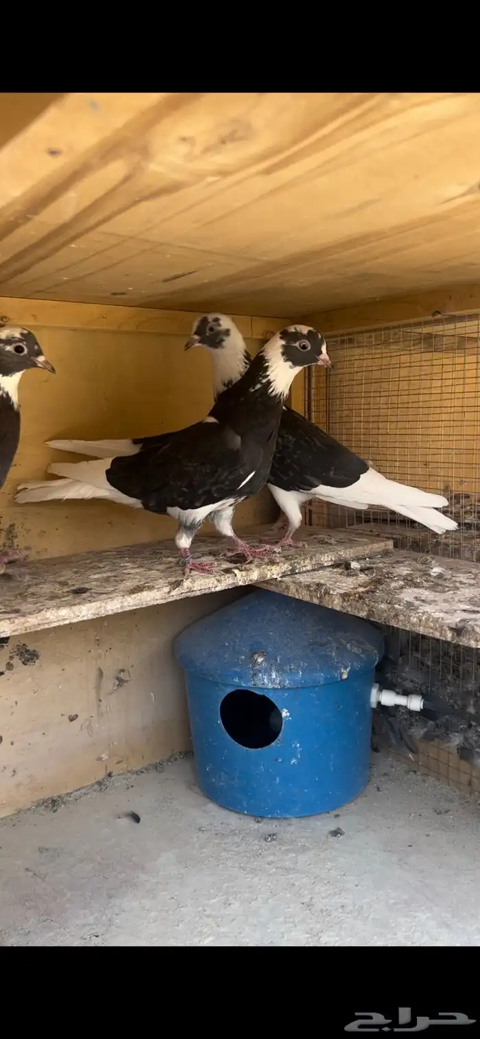 حمام قطيفي للبيع 2