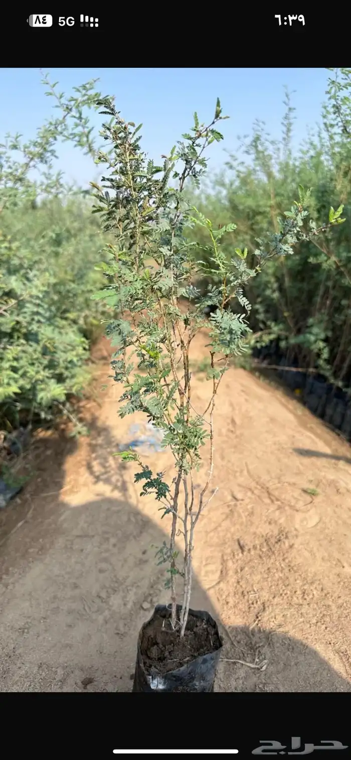 شتلات كميات اسعار جمله 9