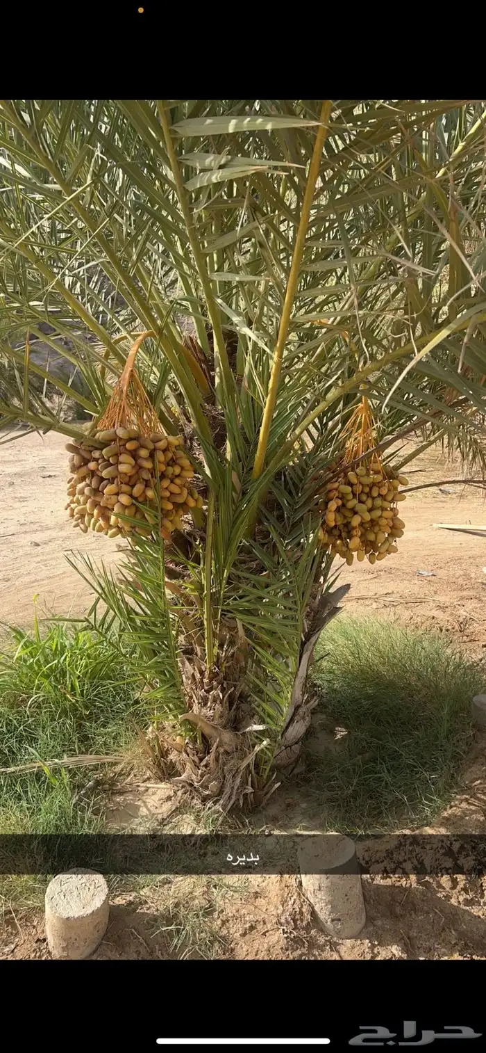 جثايث للبيع مقفزي وشكل وبديره وحمراء عميق وحمراء حصان وخلعه 2