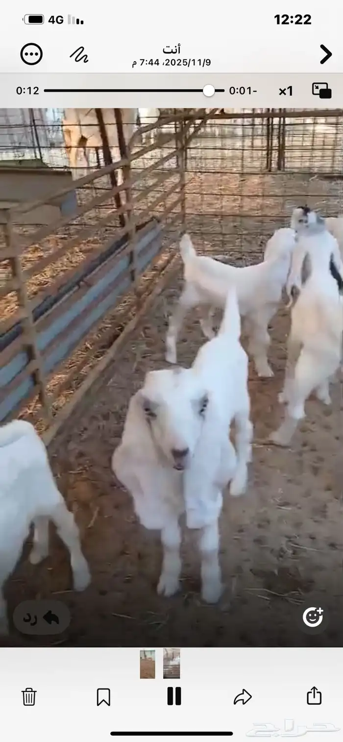 6معزا خلفات معها11 3