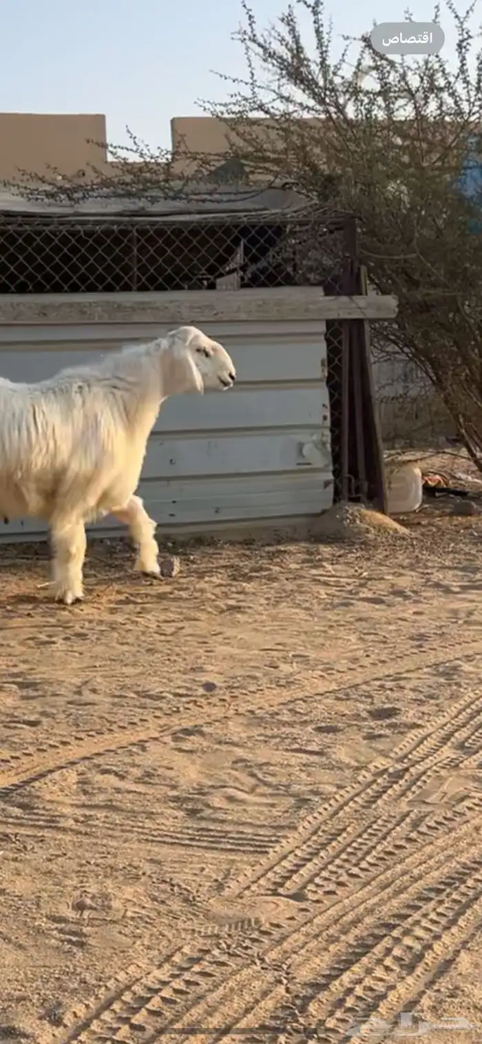 خروف جذع ذبيحة ضيوف 1