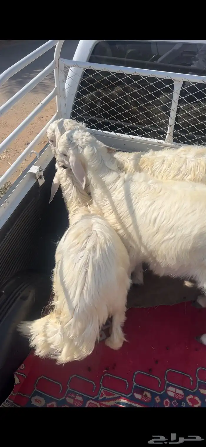 خرفان للبيع صفر 9