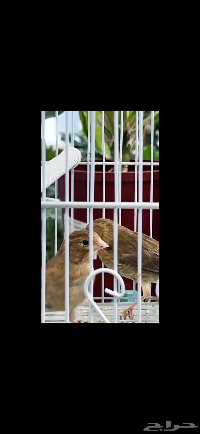 عدد اثنين فروخ كناري ( تم البيع ) 17